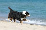 BERGER AUSTRALIEN - ADULT & PUPPY 005